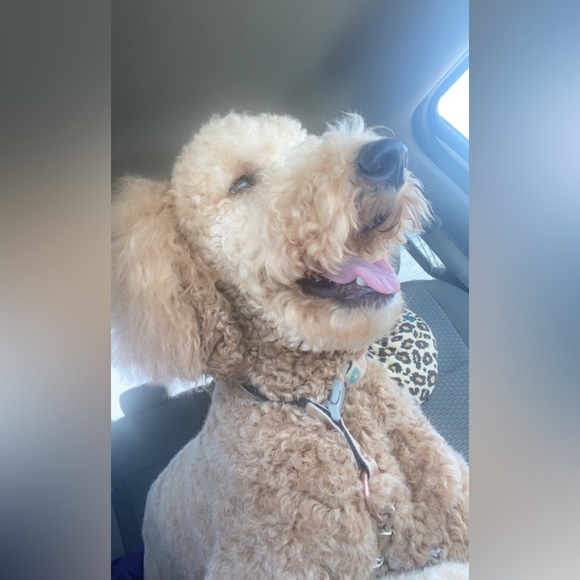 Your Trash my Treasures - Picture 12 of 12